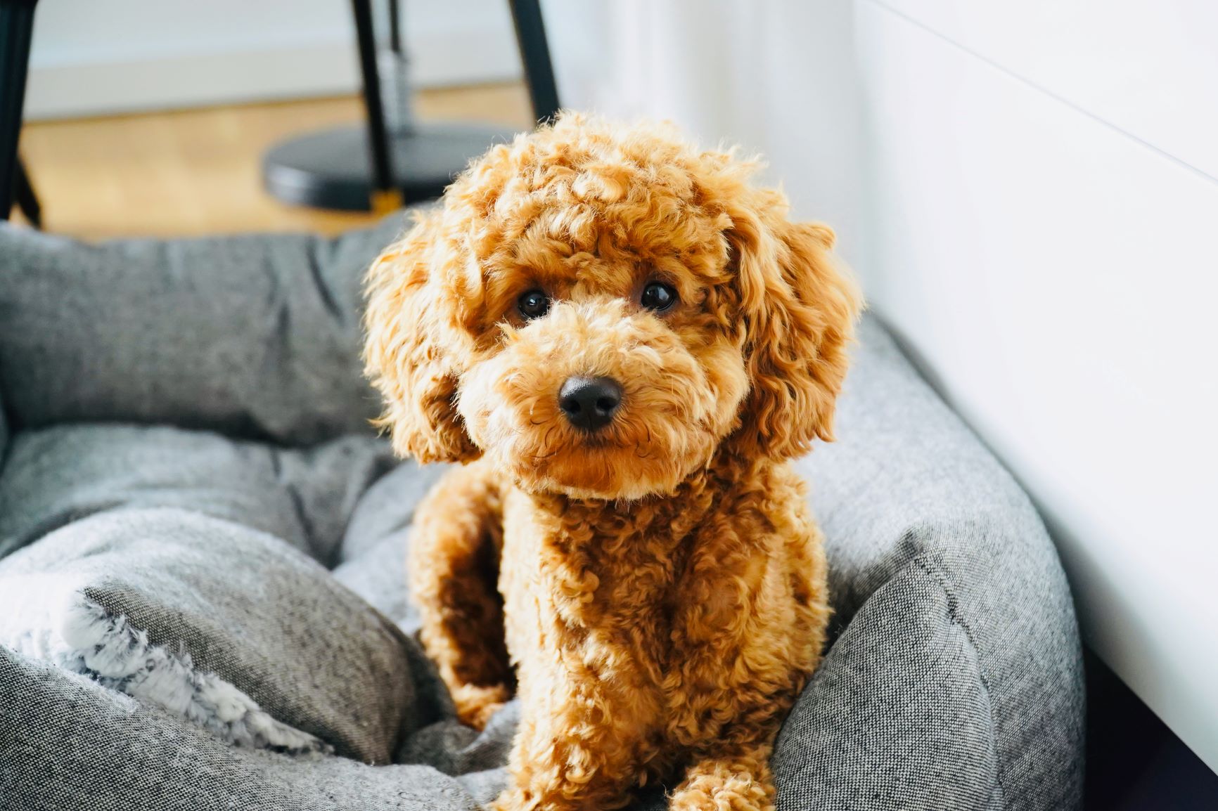 Checkliste - Bevor du dir einen Pudel anschaffst - Schritt für Schritt