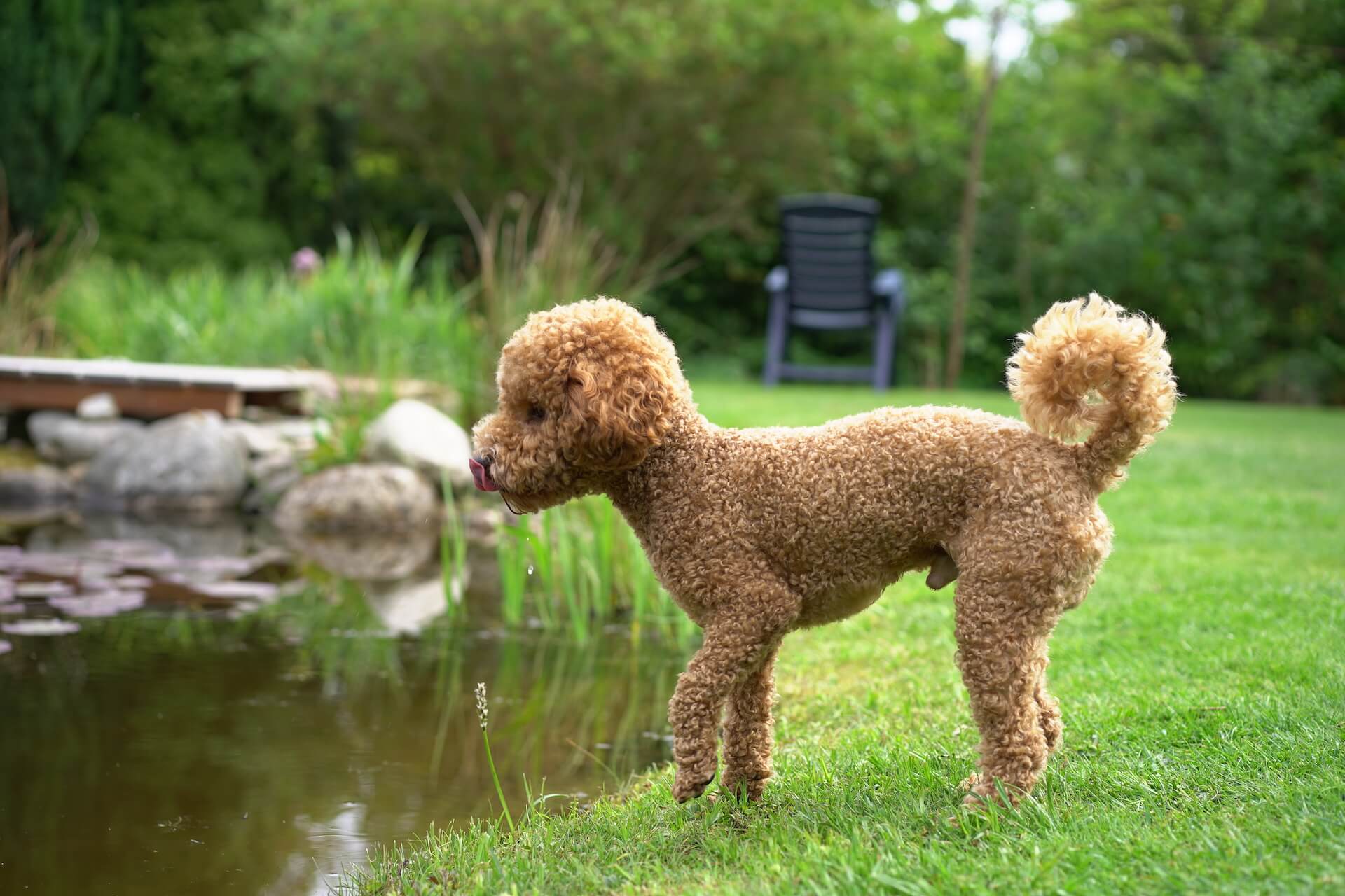 is the poodle legal in ireland
