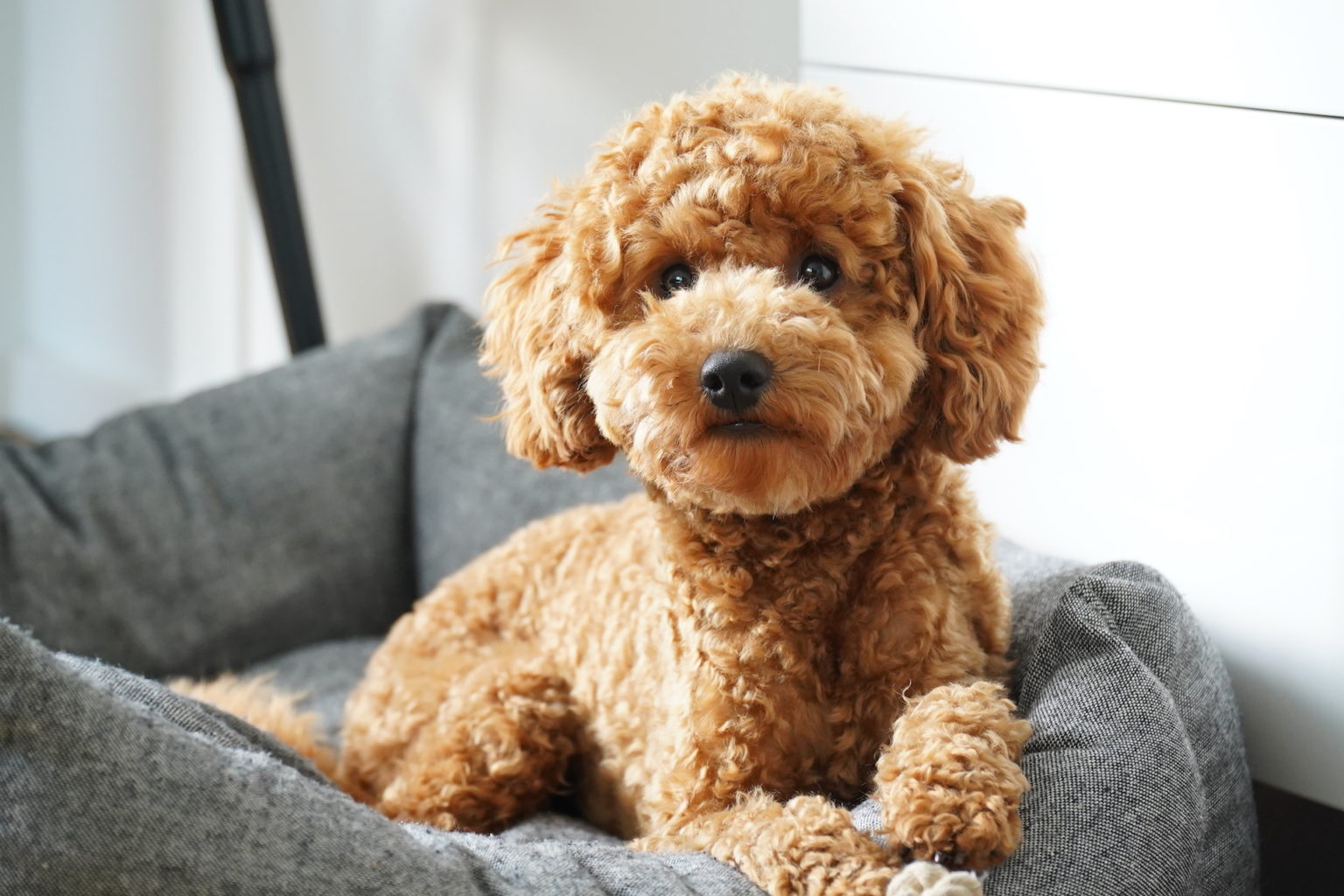 Erstausstattung & Kaufempfehlungen für deinen Zwergpudel