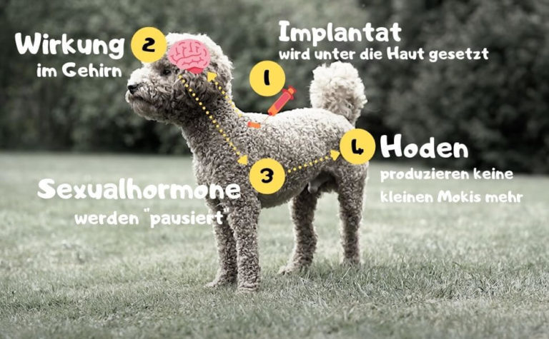 Kastrationschip Hund Erfahrungen